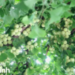 Bạch quả – Vị dược liệu quý, tốt cho sức khỏe con người