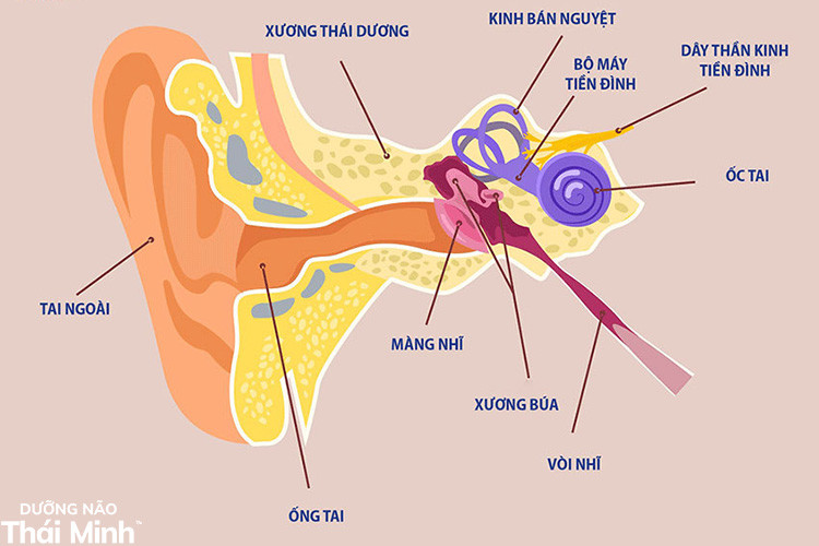 Rối loạn tiền đình và tác động đến cân bằng cơ thể